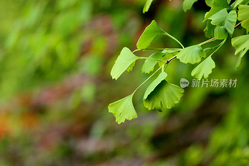 心形的绿色银杏叶，玉簪树/活化石